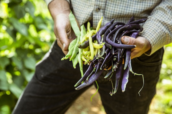 Close up of farmer holding a bunch of green, yellow and purple beans.