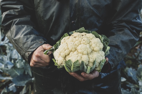 High angle close up of person holding freshly harvested cauliflower.