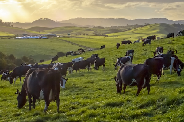 Grazing cows in green meadow of hilly countryside
