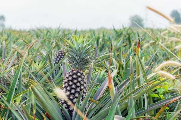 Planting pineapple with sky.