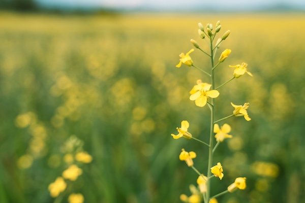 Yellow rapeseed flowers close up in front of a blurred rapeseed field