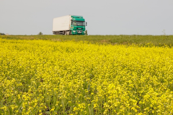 Rapeseed field blooming with yellow flowers. In background a truck is driving along highway.