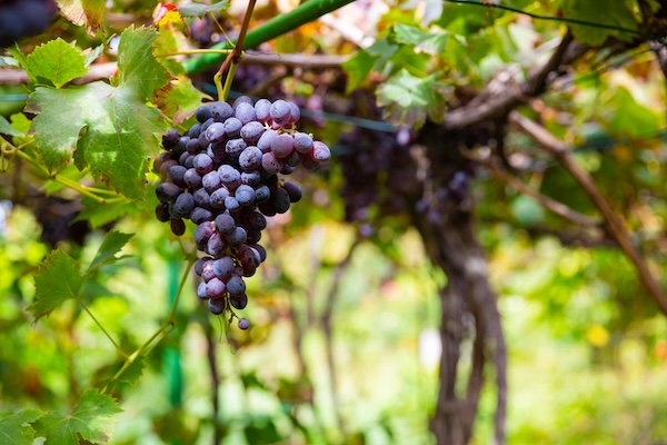 Bunches of grapes on the vine.
