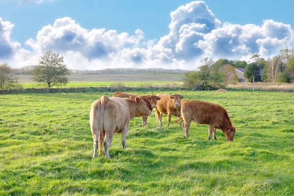 A photo of cows in New Zealand. Cows on field