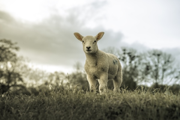 Lamb