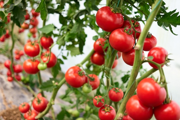 Red tomatoes on vine