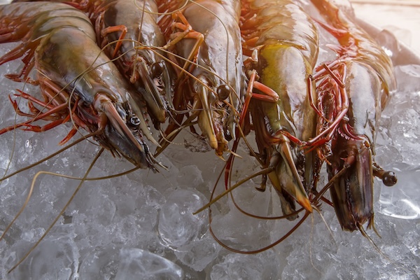 Fresh prawns and ice.