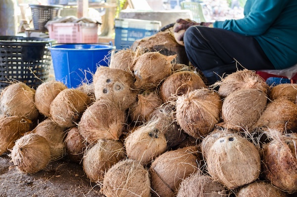Pile of coconuts at a farm